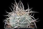 Gymnocalycium cardesianum D. 8  € 10.00